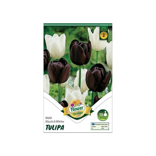 Tulipán duo black&white 6ks - Umelé kvety