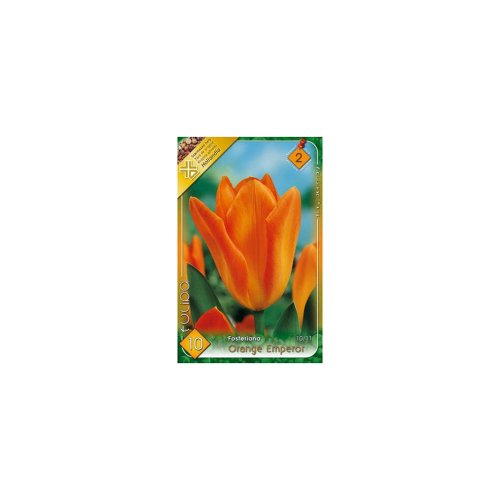 Tulipán orange emperor 10ks