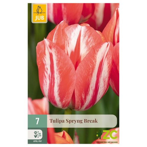 Tulipán spryng break 7ks - Veľkonočné ozdoby