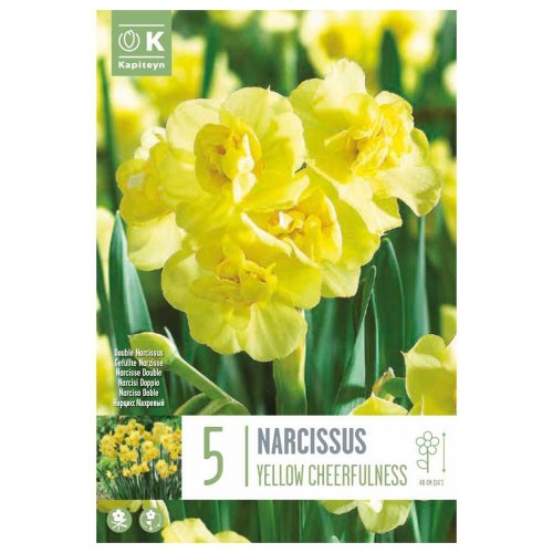 Narcis yellow cherfulness 5ks
