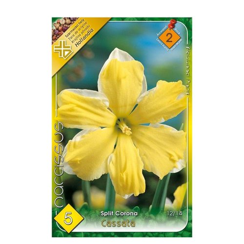 Narcis cassata 5ks