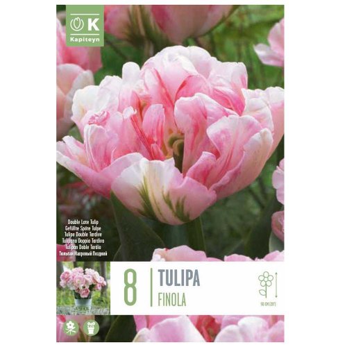Tulipán finola 8ks - Vianočné dekorácie a ozdoby