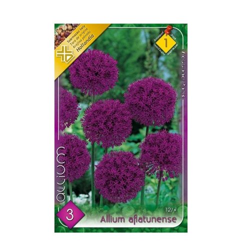 Allium aflatunense 3ks - Umelé kvety