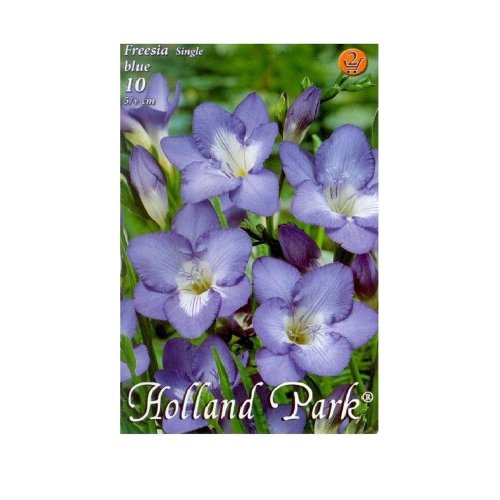 Freesia blue 10ks