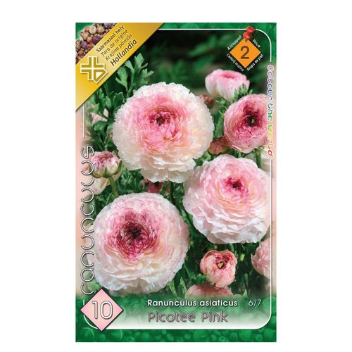 Ranunculus picotee pink 10ks