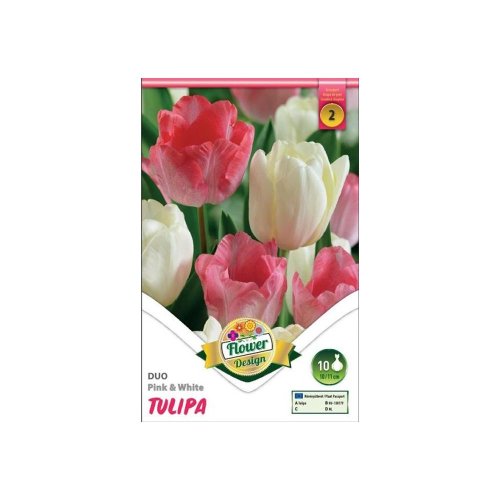 Tulipán duo pink&white 6ks