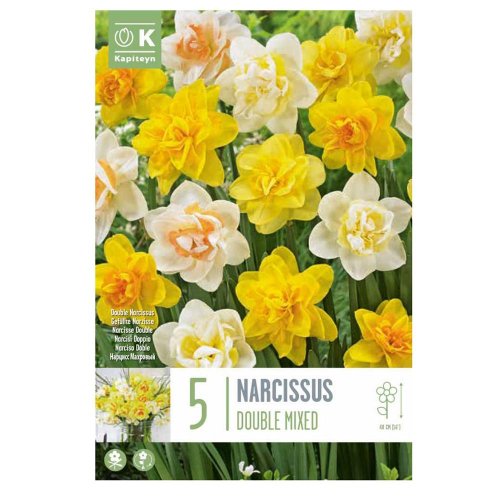 Narcis double mix colours 5ks - Veľkonočné ozdoby