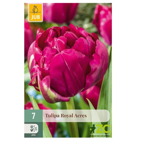 Tulipán royal acres 7ks - Vianočné dekorácie
