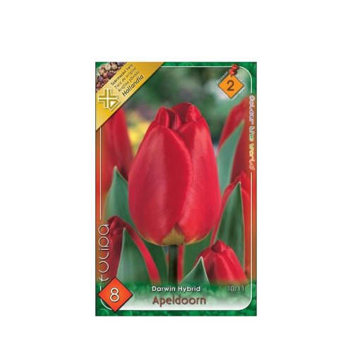 Tulipán apeldoorn 8ks