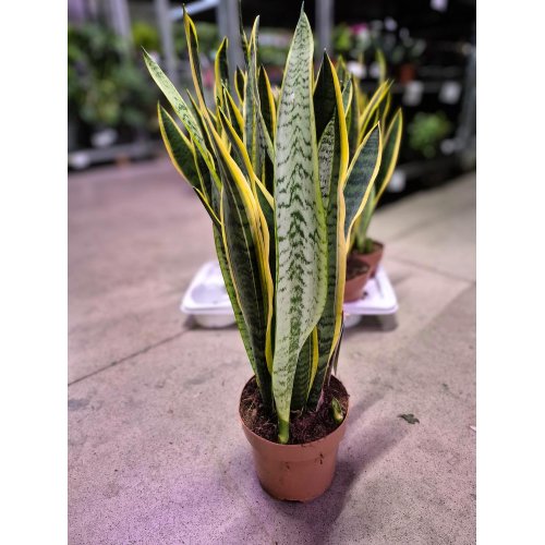 Sansevieria tri. laurentti 17/70cm