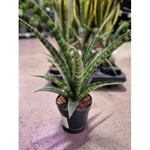 Sansevieria trifasciata 10,5/35cm