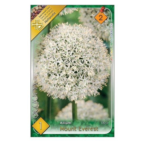 Allium - mount everest 1ks - Umelé kvety