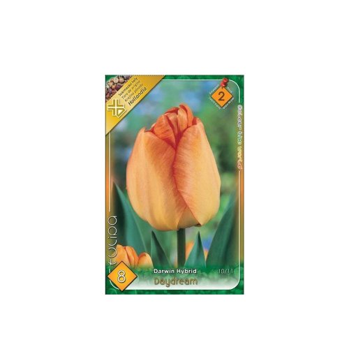 Tulipán daydream 8ks - Umelé kvety
