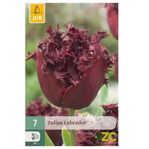 Tulipán labrador 7ks pevná cena - Umelé kvety