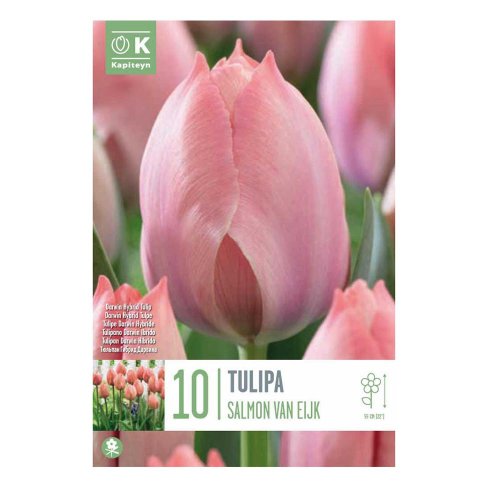 Tulipán salmon van eijk 10ks - Umelé kvety