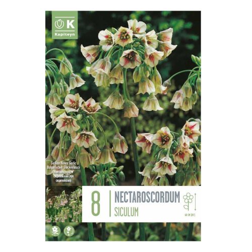 Allium nectaroscordum 8ks - Umelé kvety
