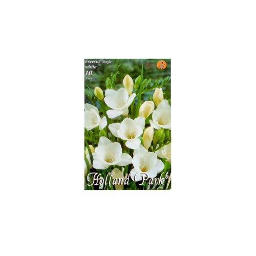 Freesia white 10ks - Umelé kvety