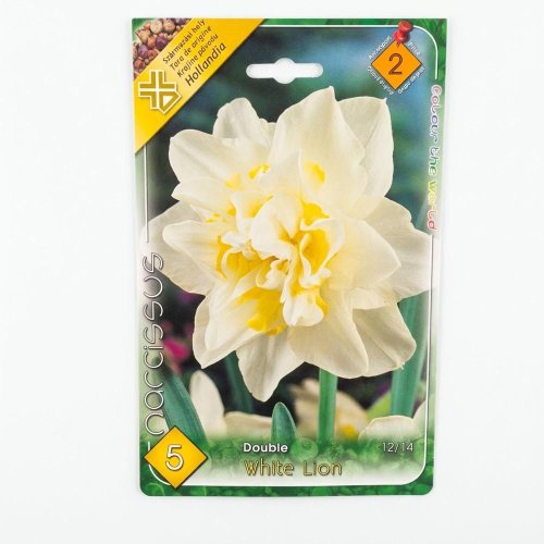 Narcis white lion 5ks