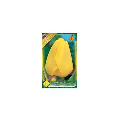 Tulipán golden apeldoorn 8ks