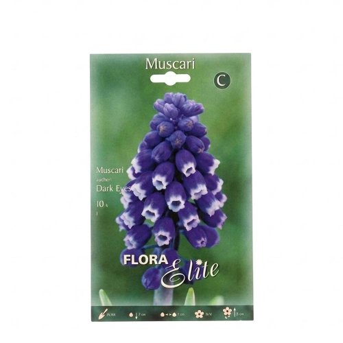 Muscari dark eyes 10ks - Vianočné dekorácie a ozdoby