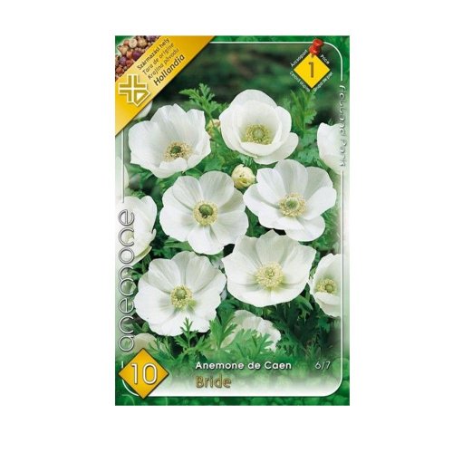 Anemone de caen bride 10ks