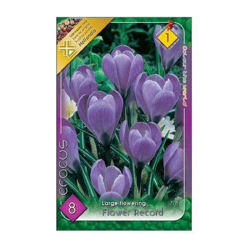 Crocus flower record 8ks