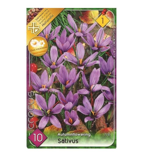 Crocus sativus 10ks