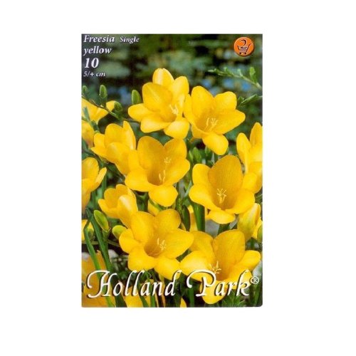 Freesia yellow 10ks