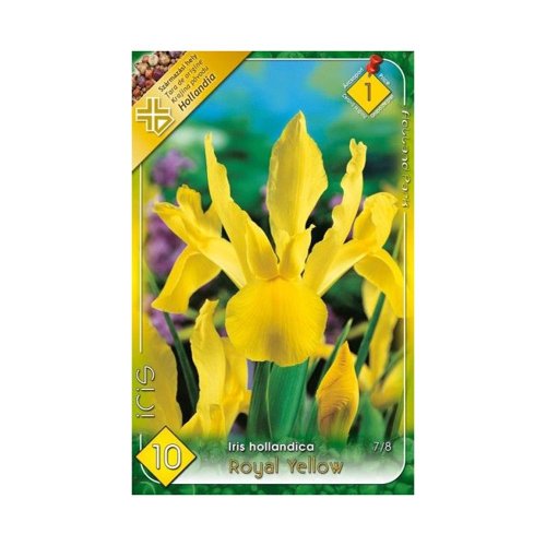 Iris royal yellow 10ks