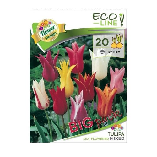 Tulipa big pack liliflower mix 20ks