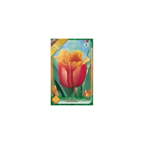 Tulipán lambada 8ks