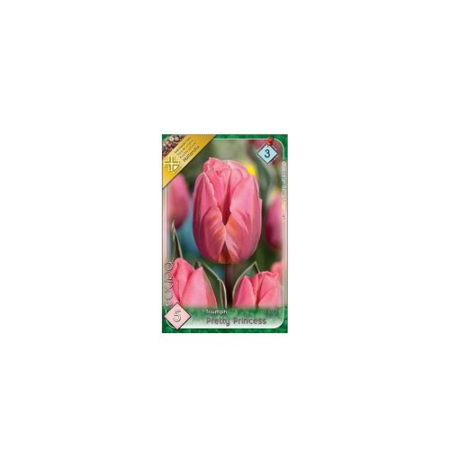Tulipán pretty princess 5ks