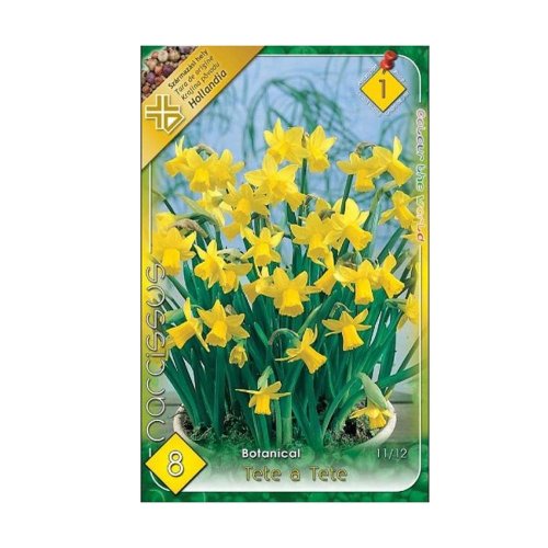 Narcis tete a tete 8ks