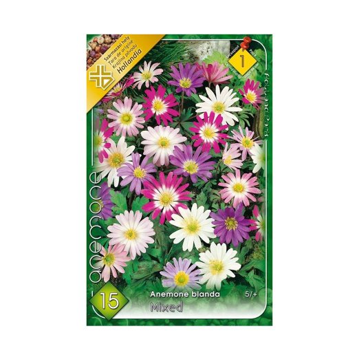 Anemone blanda 15ks