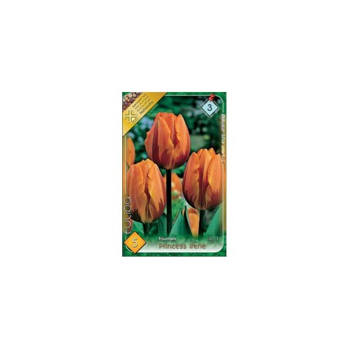 Tulipán princess irene 5ks