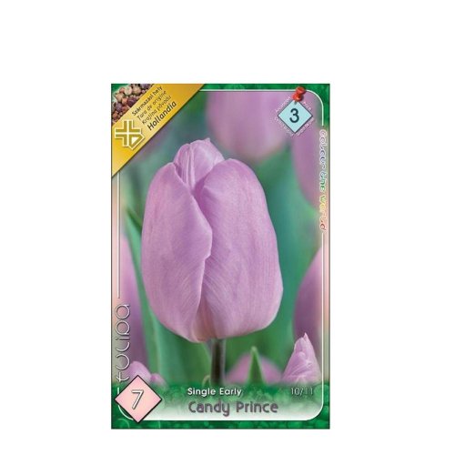Tulipán candy prince 7ks