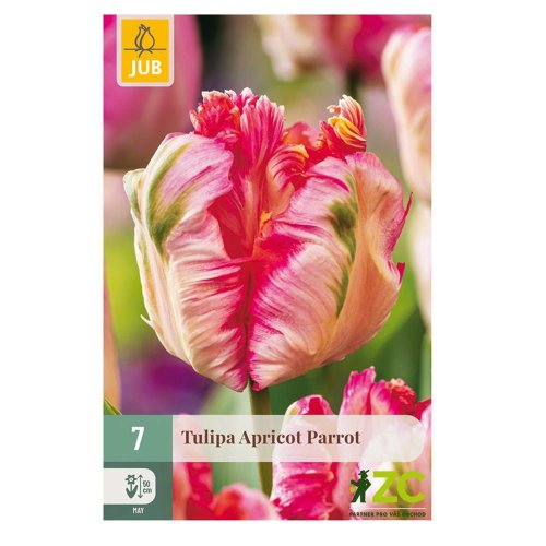 Tulipán apricot parrot 7ks pevná cena