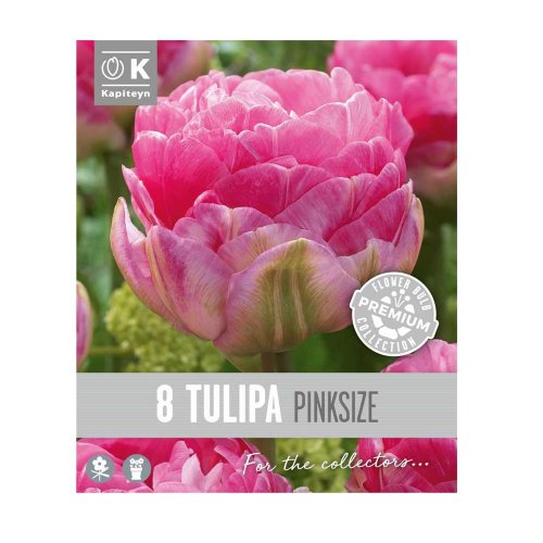 Tulipán prem.pink size 8ks