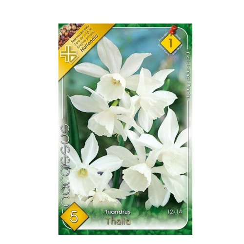 Narcis thalia 5ks