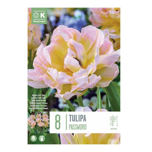 Tulipán password 8ks