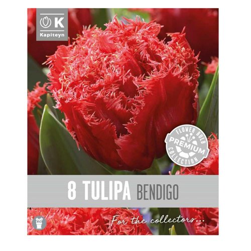 Tulipán prem.bendigo 8ks