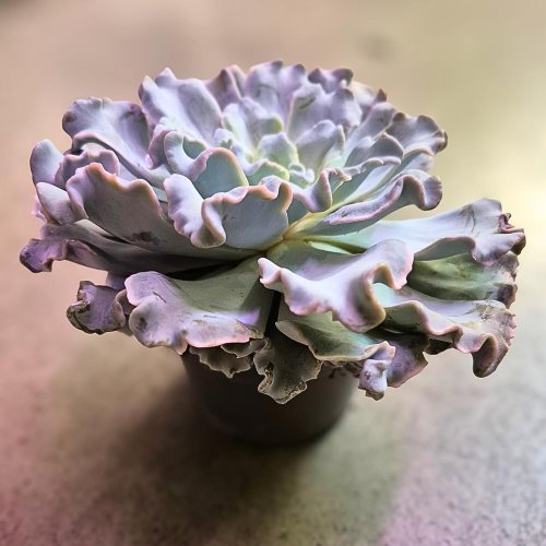 Echeveria 13