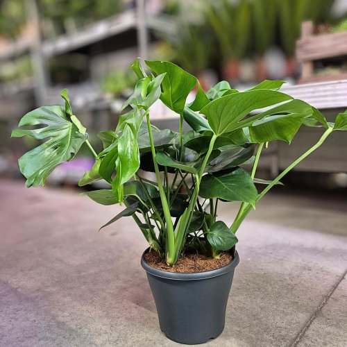 Monstera taury 29/95cm - Vianočné dekorácie