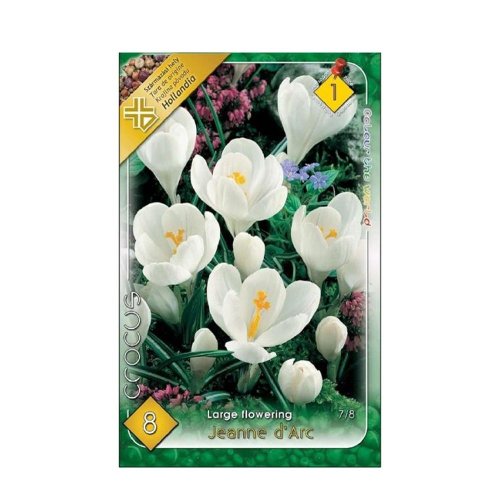 Crocus jeanny d´arc 8ks - Jesenné dekorácie