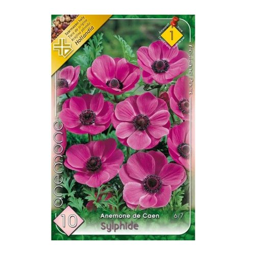 Anemone de caen sylphide 10ks - Umelé kvety