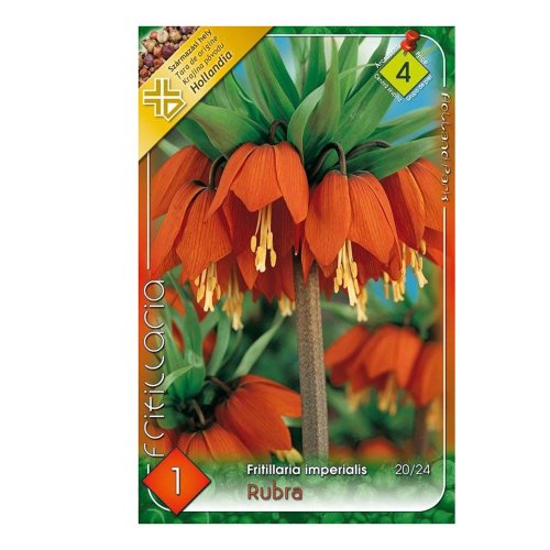 Fritillaria rubra 1 ks