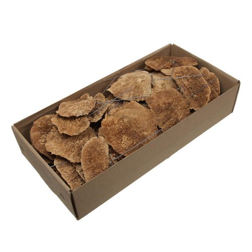 Sponge mushroom natur
