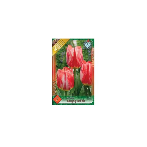 Tulipán spryng break 7ks - Veľkonočné ozdoby