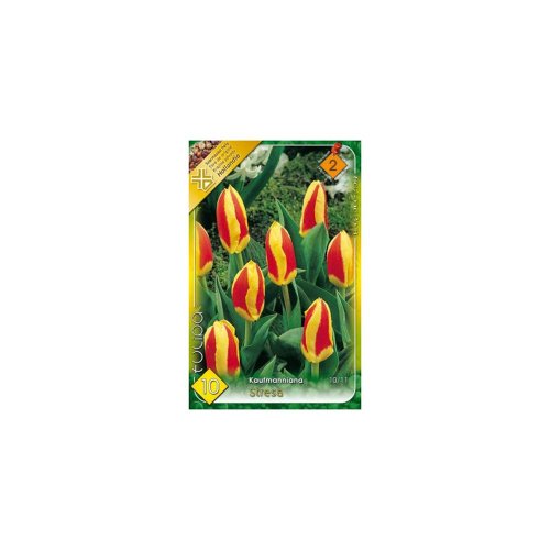 Tulipán stresa 8 ks
