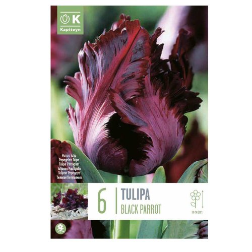Tulipán black parrot 6 ks - Umelé kvety